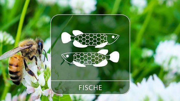 Die Glückstage für das Sternzeichen Fische im Juni 2024 - Foto: Collage mit canbedone / iStock und Astrowoche.de