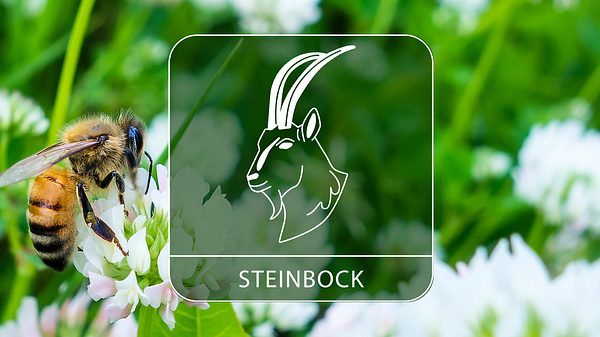 Die Glückstage für das Sternzeichen Steinbock im Juni 2024 - Foto: Collage mit canbedone / iStock und Astrowoche.de