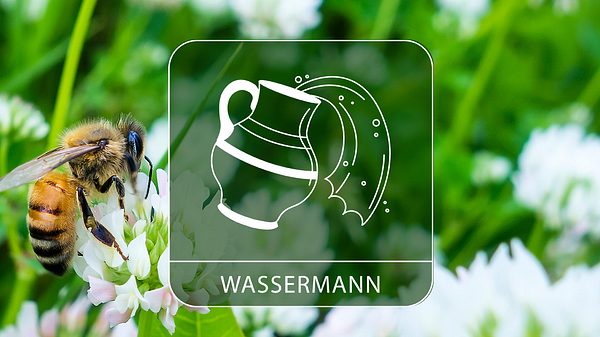 Die Glückstage für das Sternzeichen Wassermann im Juni 2024 - Foto: Collage mit canbedone / iStock und Astrowoche.de