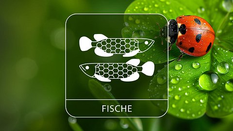 Sternzeichen Fische mit Glücksklee und Glückskäfer - Foto: Collage mit StirfryMoJi / AdobeStock und Astrowoche.de