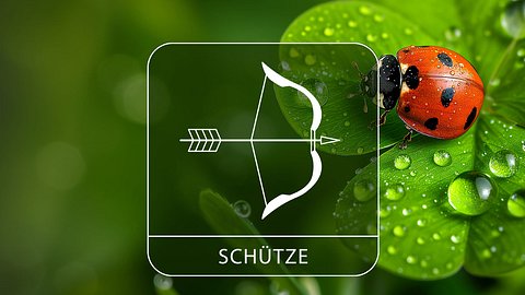 Sternzeichen Schütze mit Glücksklee und Glückskäfer - Foto: Collage mit StirfryMoJi / AdobeStock und Astrowoche.de
