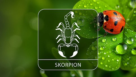 Sternzeichen Skorpion mit Glücksklee und Glückskäfer - Foto: Collage mit StirfryMoJi / AdobeStock und Astrowoche.de