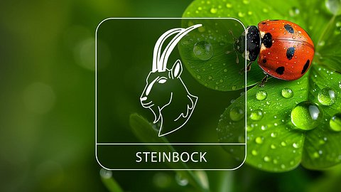 Sternzeichen Steinbock mit Glücksklee und Glückskäfer - Foto: Collage mit StirfryMoJi / AdobeStock und Astrowoche.de