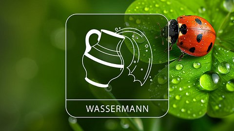 Sternzeichen Wassermann mit Glücksklee und Glückskäfer - Foto: Collage mit StirfryMoJi / AdobeStock und Astrowoche.de