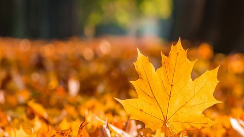 Das große Geschenk der Planeten: Drei Sterne vergolden Ihren Herbst! - Foto: iStock/Tomeyk