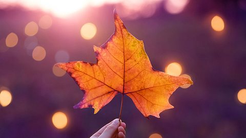 Ihr Herbsthoroskop 2019: So wirken die Sterne auf Liebe, Beruf und Gesundheit - Foto: iStock/ kamisoka