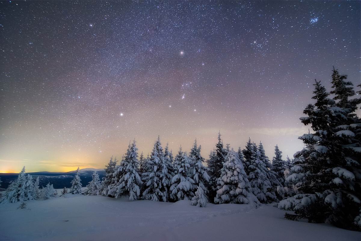 Verschneite Tannen vor einem hellen Sternenhimmel.