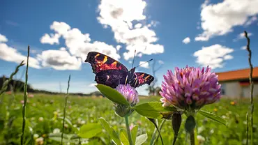 Diese 4 Sterne bringen Ihnen zum Frühlingsanfang Glück: Jetzt können sich Ihre Wünsche erfüllen - Foto: Peter Vahlersvik / iStock Diese 4 Sterne bringen Ihnen zum Frühlingsanfang Glück: Jetzt können sich Ihre Wünsche erfüllen - Foto: Peter Vahlersvik / iStock
