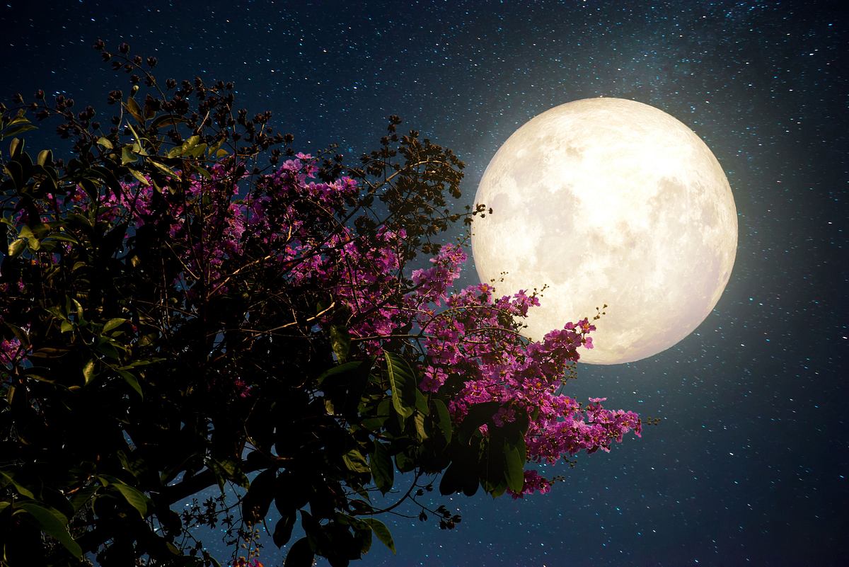 Vollmond steht am Himmel hinter einem Fliederstrauch