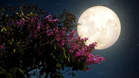 Vollmond steht am Himmel hinter einem Fliederstrauch - Foto: jakkapan / AdobeStock