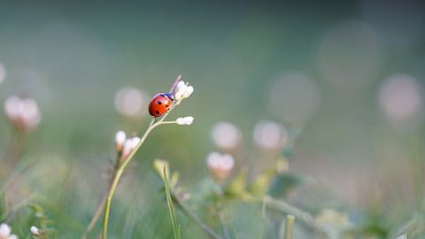 Marienkäfer auf einer Blume - Foto: Sophia Floerchinger/iStock