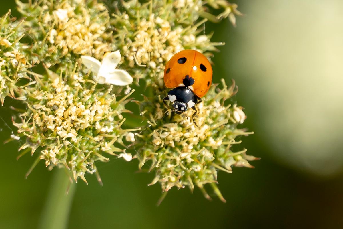 Ein Marienkäfer krabbelt auf einer Blume.