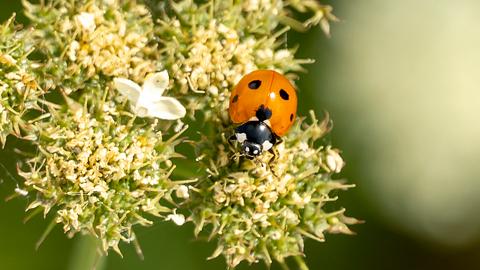 Ein Marienkäfer krabbelt auf einer Blume. - Foto: ROBERT67/iStock