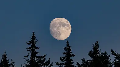 Heller Vollmond hinter dunklen Tannen. - Foto: EmilyNorton/iStock
