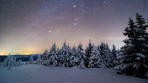 Verschneite Tannen vor einem hellen Sternenhimmel. - Foto: iStock / Sergey Egorov