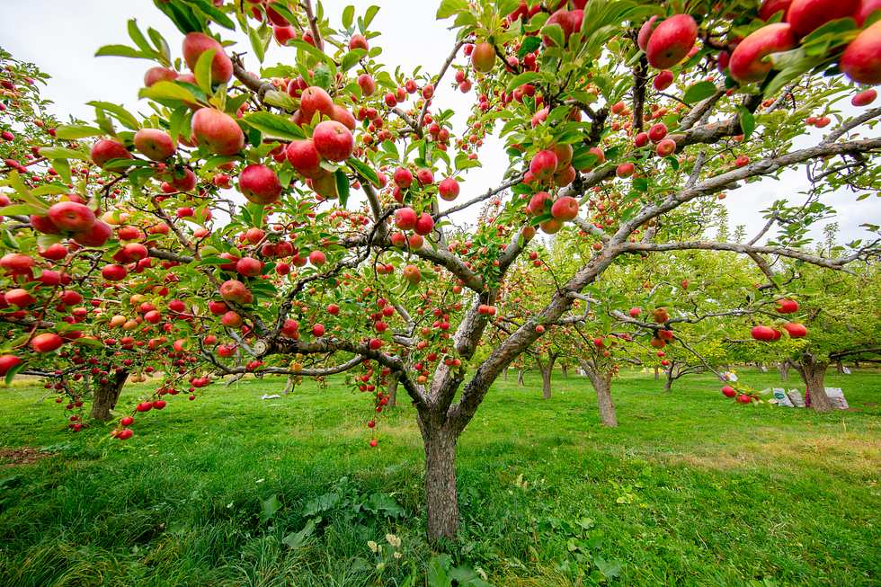 Apfelbaum mit roten Äpfeln auf grünem Rasen