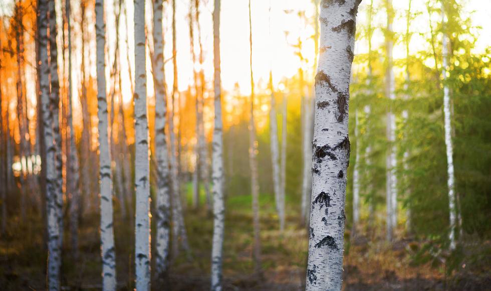 Ein Birkenwald mit einem Sonnenuntergang im Hintergrund