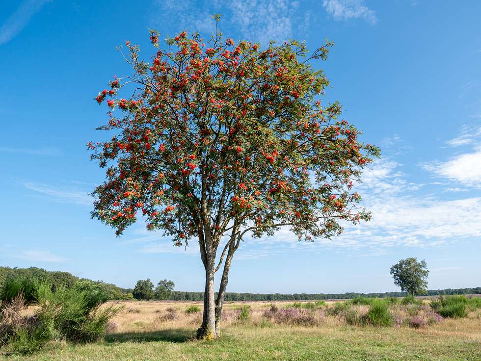 Eberesche mit Vogelbeeren befindet sich in einem Naturschutzgebiet