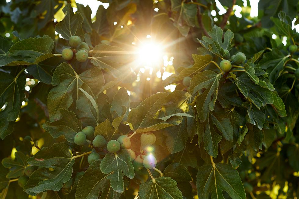 Ein Feigenbaum wird von Sonnenstrahlen durchdrungen