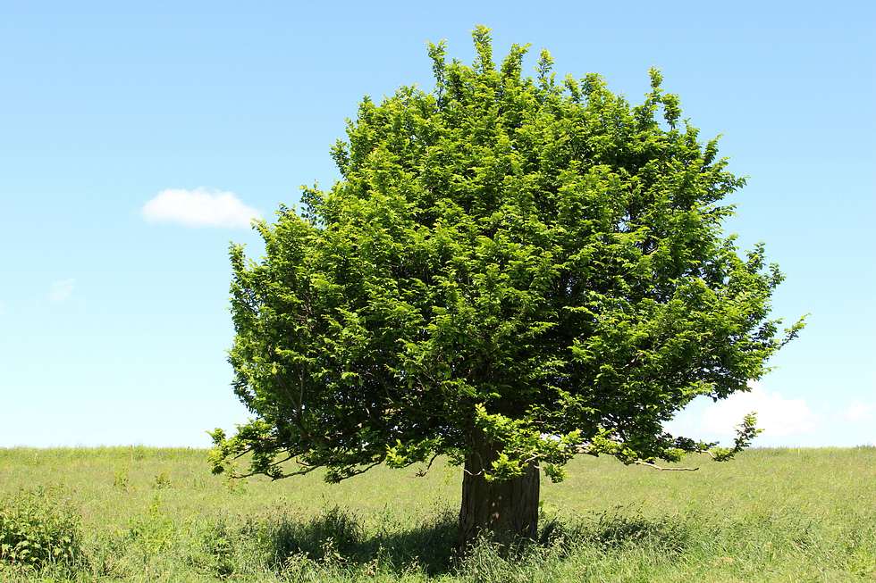 Hainbuchenbaum mit einem dicken Stamm wächst auf einer Wildblumenwiese