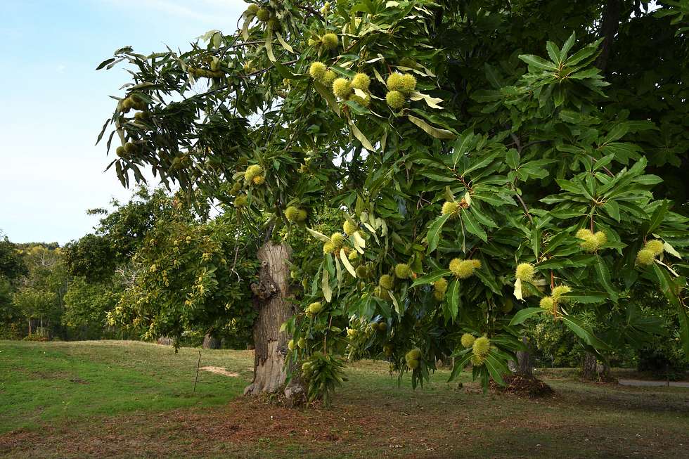 Kastanienbaum in einem Wald in der Toskana