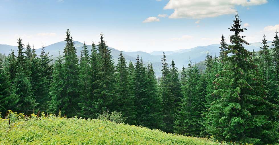 Kiefern befinden sich vor einer Berglandschaft