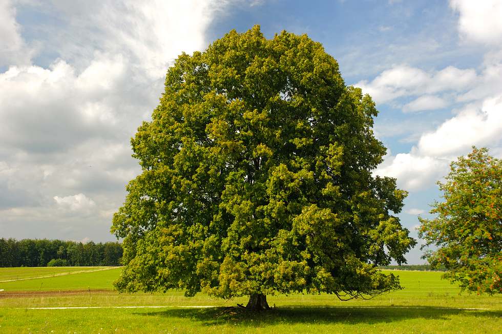 Prächtige Linde steht auf einer grünen Wiese