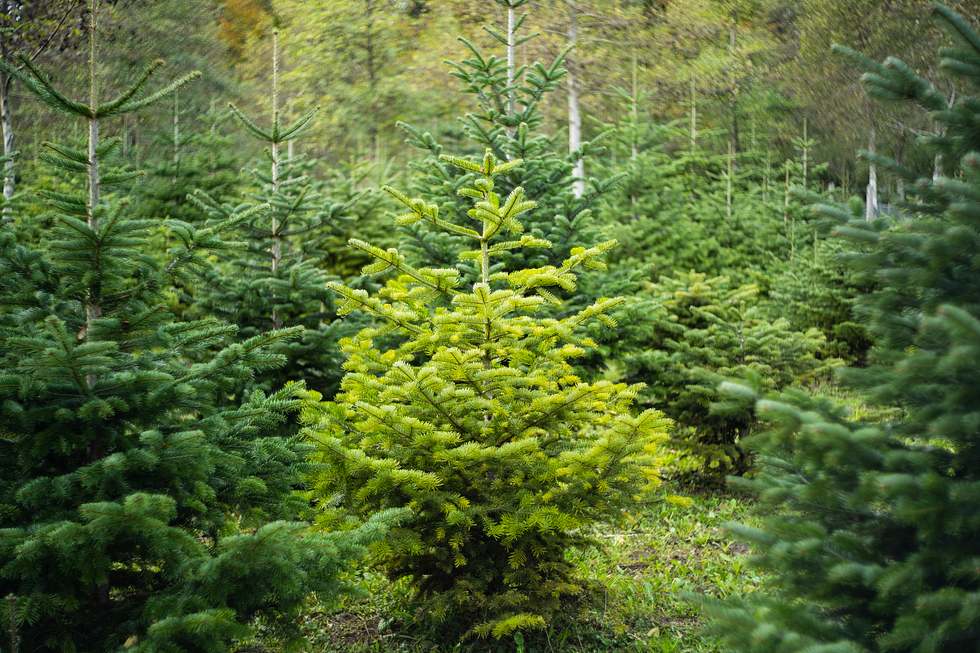 Junge Tannen im Wald