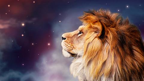 Ein Löwe blickt in den Sternenhimmel - Foto: Yuliia/iStock