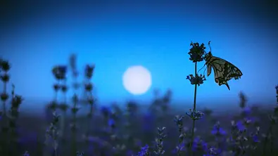 Ihr tägliches Mond-Mantra für die Woche vom 10. bis 16. Juni 2024 - Foto: valio84sl/ iStock