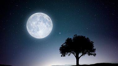 Vollmond am Nachthimmel und dunkle Umrisse eines Baumes - Foto: draganab/iStock