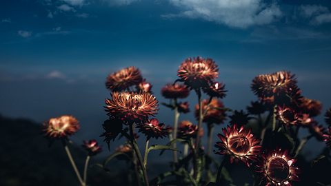 Foto von Blumen mit Vollmond im Hintergrund - Foto: iStock/kdshutterman