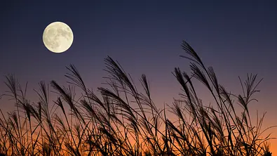 Vollmond über einen Weizenfeld - Foto: Beautiful Fireworks / iStock