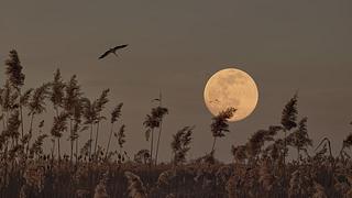 Ihr tägliches Mond-Mantra für die Woche vom 20. bis 26. Mai 2024 - Foto: Bogdan Pigulyak