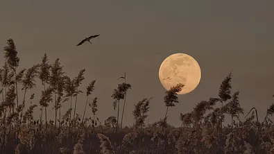 Ihr tägliches Mond-Mantra für die Woche vom 20. bis 26. Mai 2024 - Foto: Bogdan Pigulyak