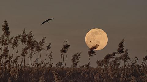 Ihr tägliches Mond-Mantra für die Woche vom 20. bis 26. Mai 2024 - Foto: Bogdan Pigulyak