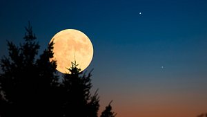 heller Vollmond, halb verdeckt von Kiefern - Foto: m-gucci / iStock