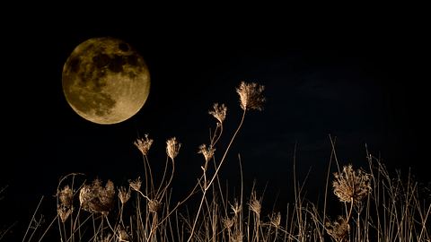 Mond in der Nacht über einer Wiese - Foto: iStock/ ISO3000