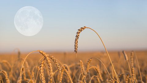 Vollmond über einem Weizenfeld am Abend - Foto: Yuriy_Kulik / iStock