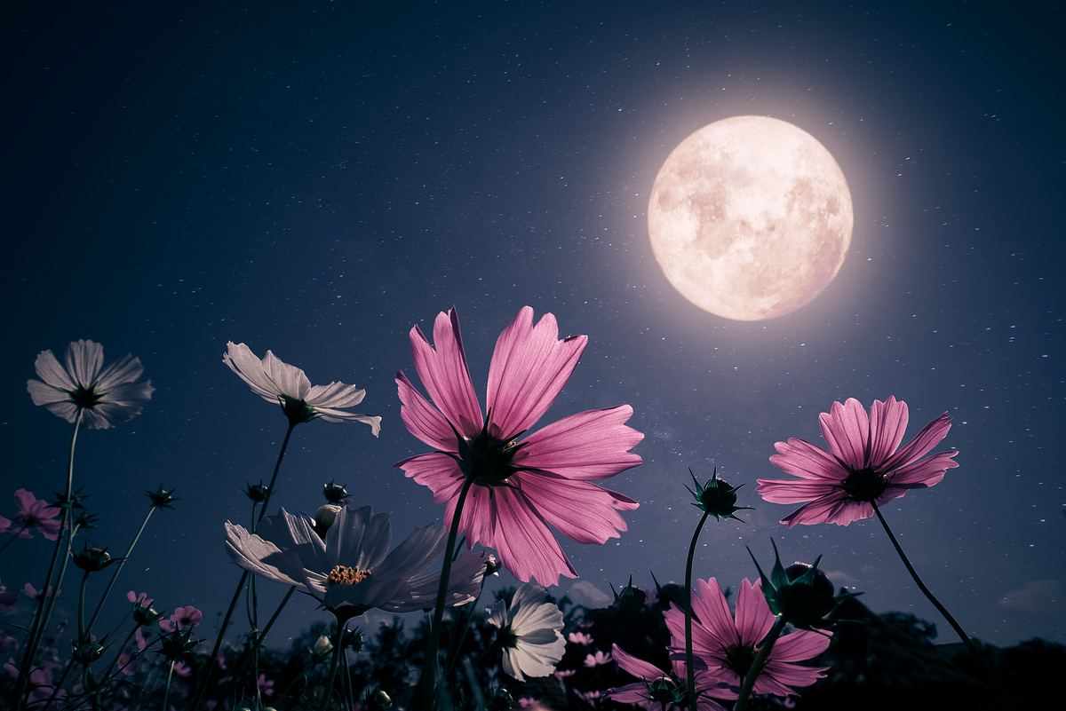 Ein Vollmond strahlt auf lila und weiße Blumen