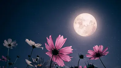 Ein Vollmond strahlt auf lila und weiße Blumen - Foto: jakkapan21 / iStock