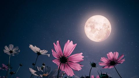 Ein Vollmond strahlt auf lila und weiße Blumen - Foto: jakkapan21 / iStock