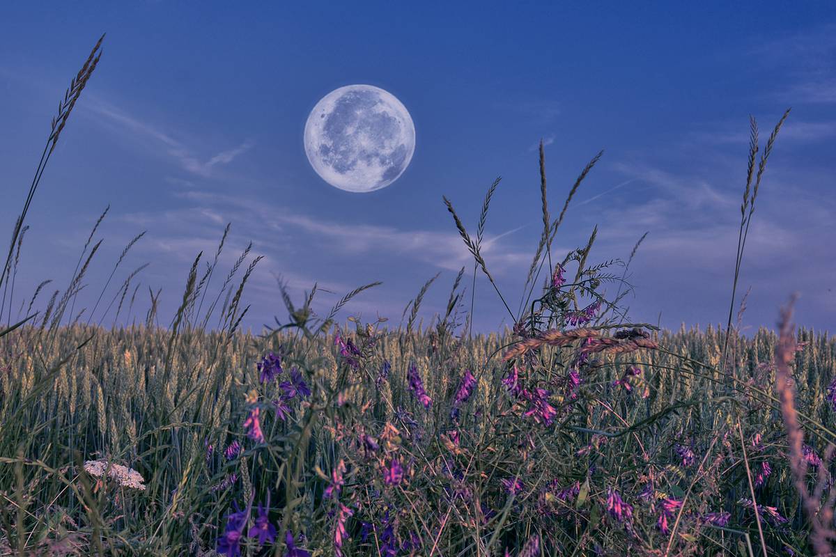 Vollmond steht über einer Frühlingswiese mit Wildblumen