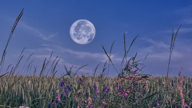 Vollmond steht über einer Frühlingswiese mit Wildblumen - Foto: jelena cvejic / iStock