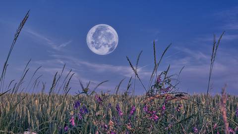 Vollmond steht über einer Frühlingswiese mit Wildblumen - Foto: jelena cvejic / iStock