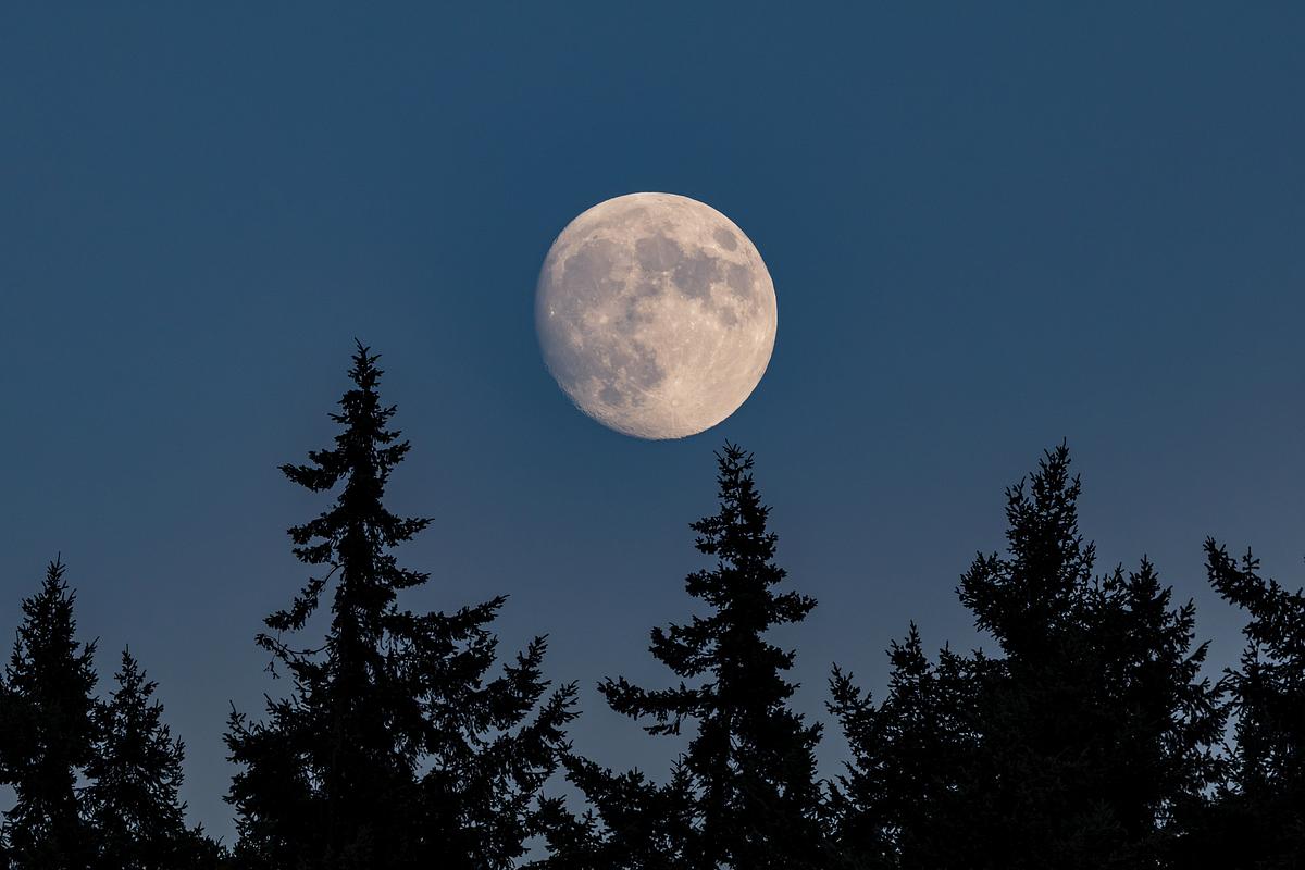 Heller Vollmond hinter dunklen Tannen.