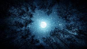 Der Vollmond steht am Sternenhimmel in einem Kreis aus Baumkronen - Foto:  Tryfonov / AdobeStock
