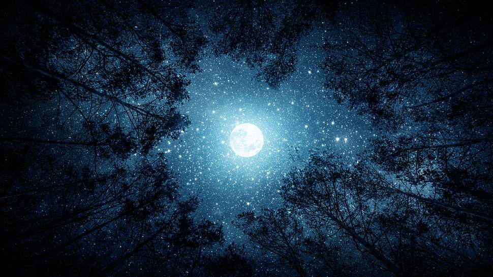 Der Vollmond steht am Sternenhimmel in einem Kreis aus Baumkronen - Foto:  Tryfonov / AdobeStock