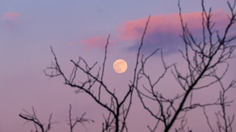 Der Vollmond steht am rosanen Himmel hinter einem kahlen Baum - Foto: Nyon / iStock