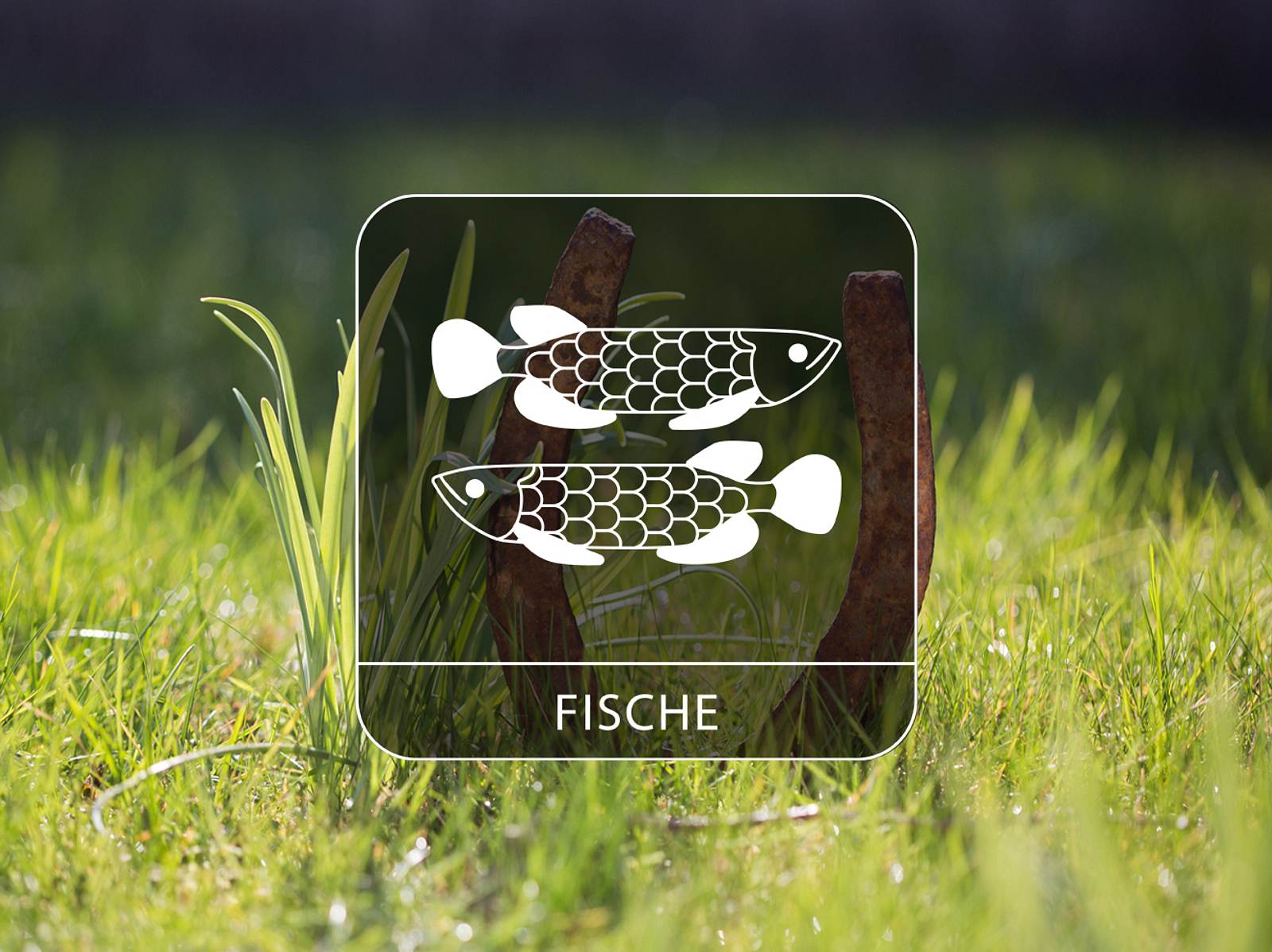 Glücks-Horoskop für Februar 2022: Sternzeichen Fische | Astrowoche